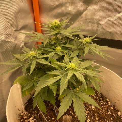 N lights #1 growlog timeline photo