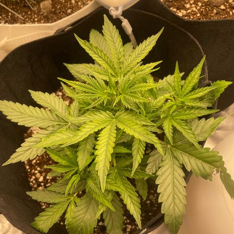 N lights #2 growlog timeline photo