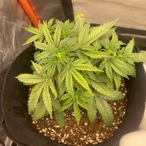 N lights #2 growlog timeline photo