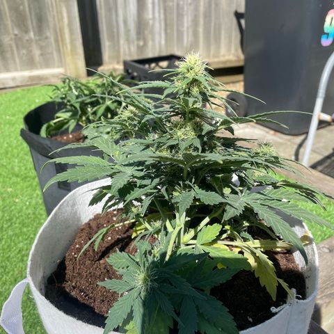N lights #1 growlog timeline photo