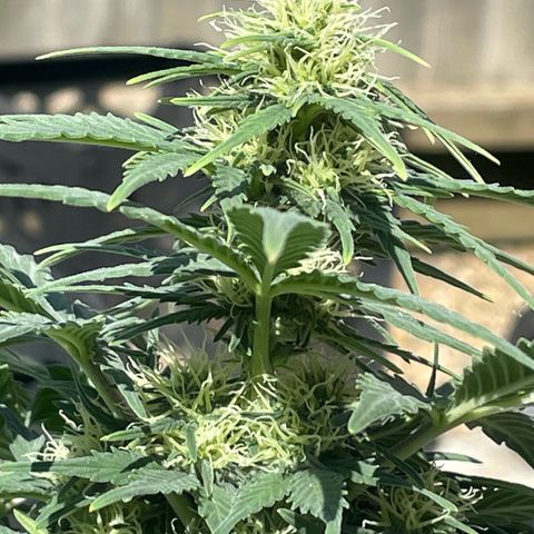 N lights #1 growlog timeline photo