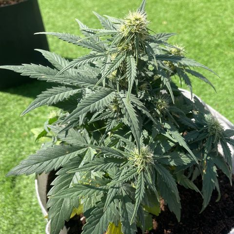 N lights #1 growlog timeline photo