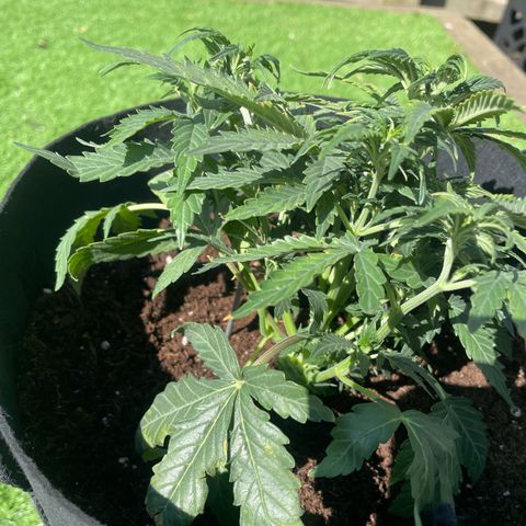 N lights #2 growlog timeline photo