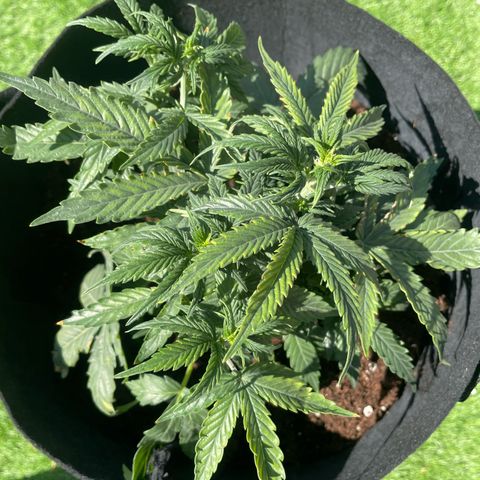 N lights #2 growlog timeline photo