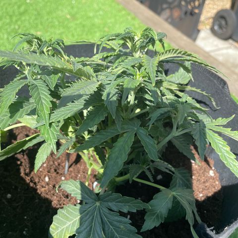 N lights #2 growlog timeline photo