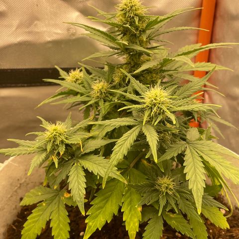 N lights #1 growlog timeline photo
