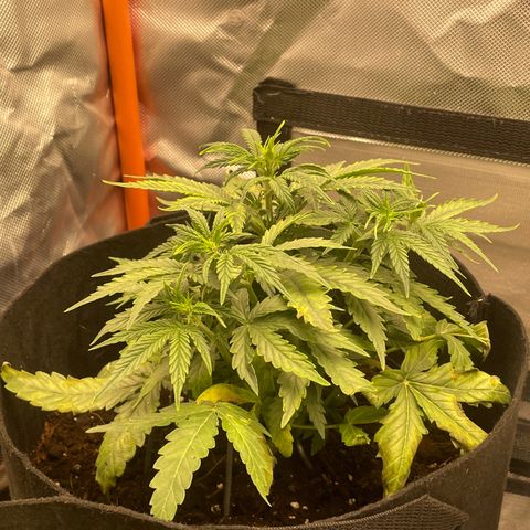 N lights #2 growlog timeline photo