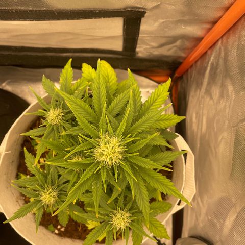 N lights #1 growlog timeline photo