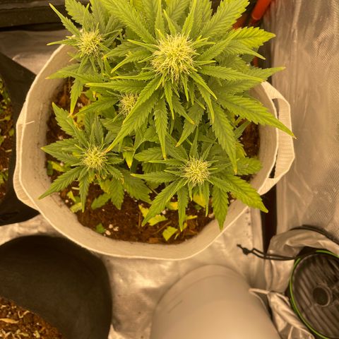 N lights #1 growlog timeline photo