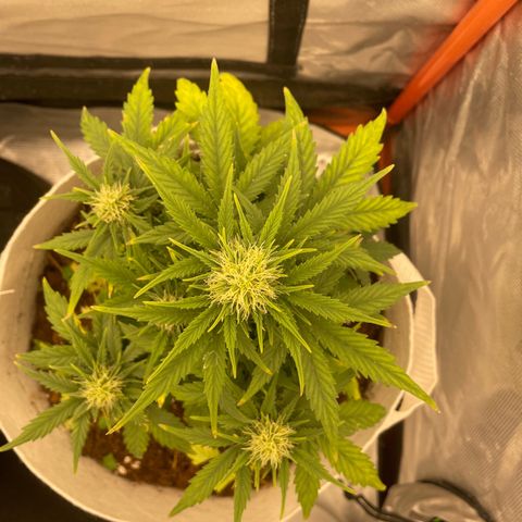 N lights #1 growlog timeline photo