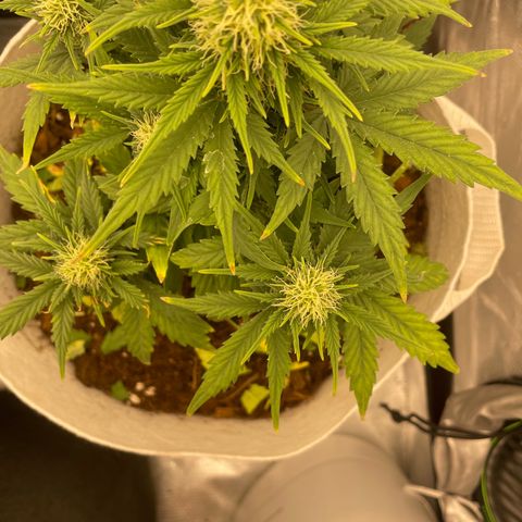 N lights #1 growlog timeline photo