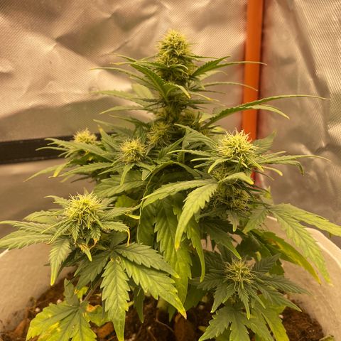 N lights #1 growlog timeline photo