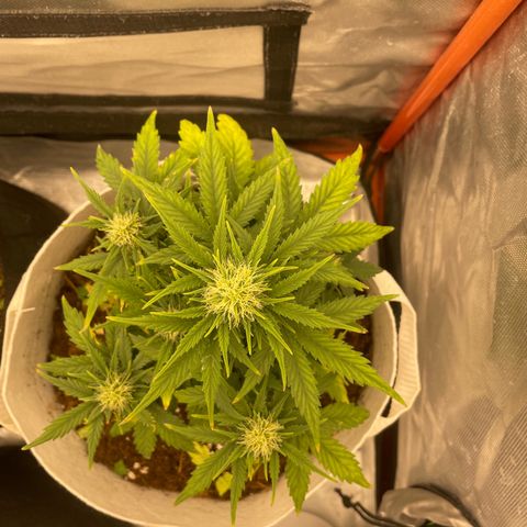 N lights #1 growlog timeline photo