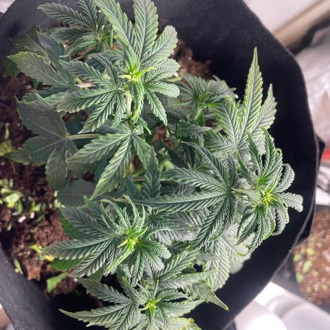 N lights #2 growlog timeline photo