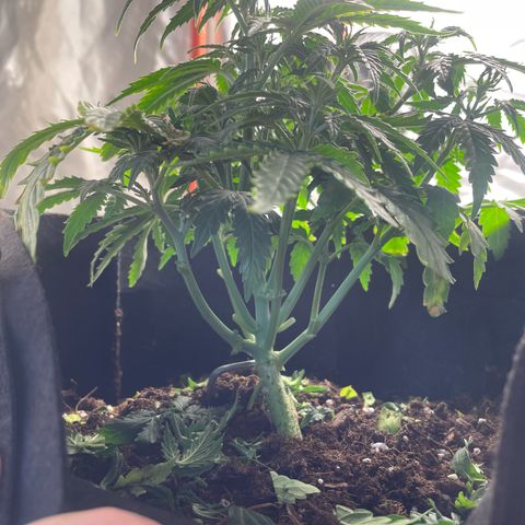 N lights #2 growlog timeline photo