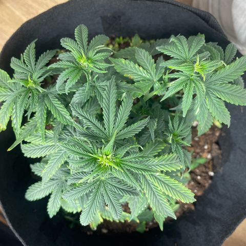 N lights #2 growlog timeline photo