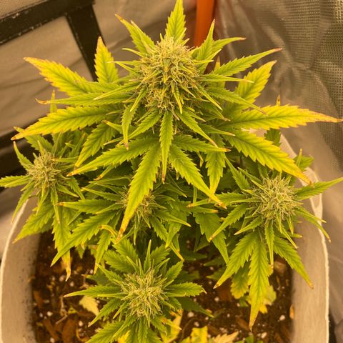 N lights #1 growlog timeline photo