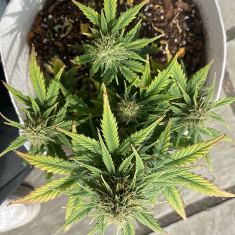 N lights #1 growlog timeline photo