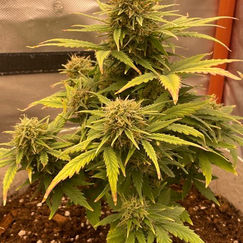 N lights #1 growlog timeline photo