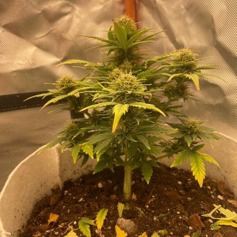 N lights #1 growlog timeline photo