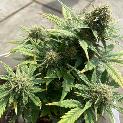 N lights #1 growlog timeline photo