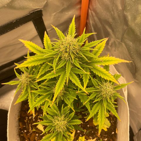 N lights #1 growlog timeline photo