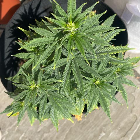 N lights #2 growlog timeline photo
