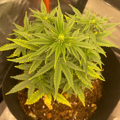 N lights #2 growlog timeline photo