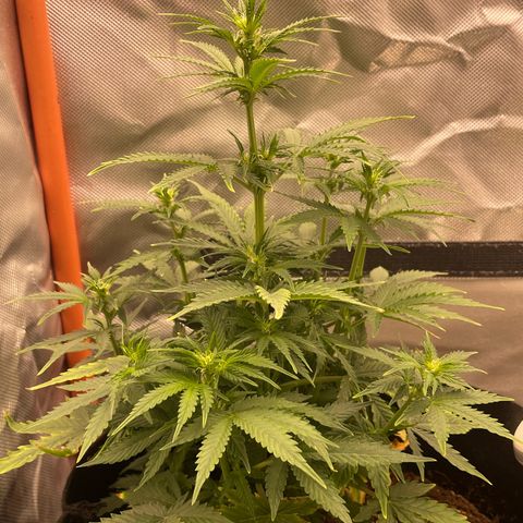 N lights #2 growlog timeline photo