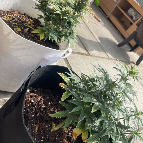 N lights #2 growlog timeline photo