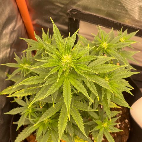 N lights #2 growlog timeline photo