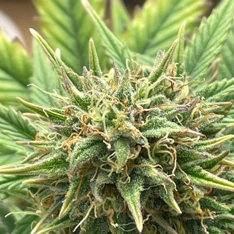 N lights #1 growlog timeline photo