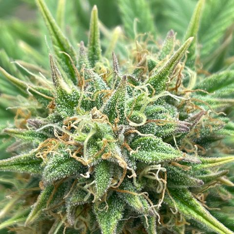 N lights #1 growlog timeline photo