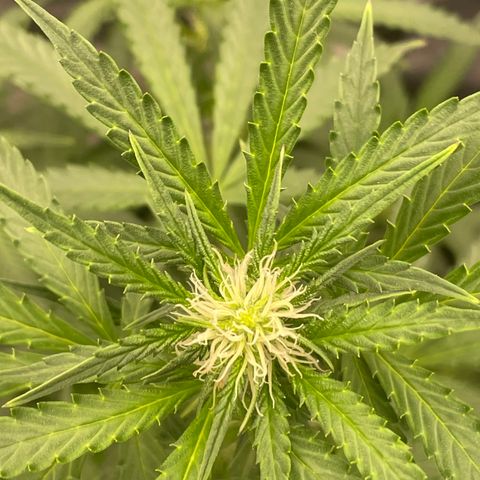 N lights #2 growlog timeline photo