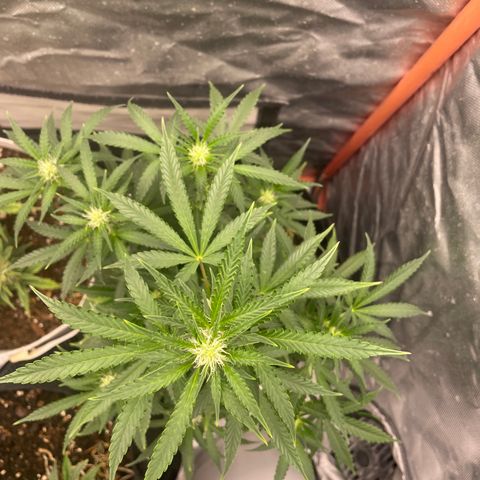 N lights #2 growlog timeline photo