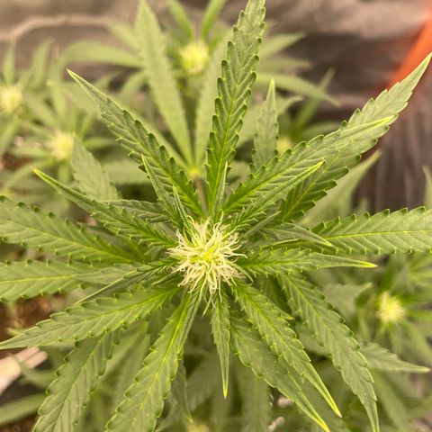 N lights #2 growlog timeline photo