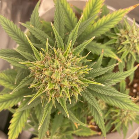 N lights #1 growlog timeline photo