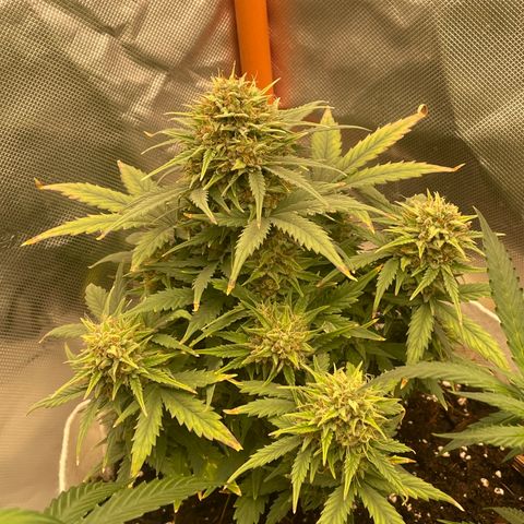 N lights #1 growlog timeline photo
