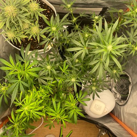 N lights #2 growlog timeline photo