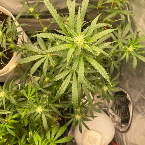 N lights #2 growlog timeline photo