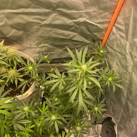 N lights #2 growlog timeline photo