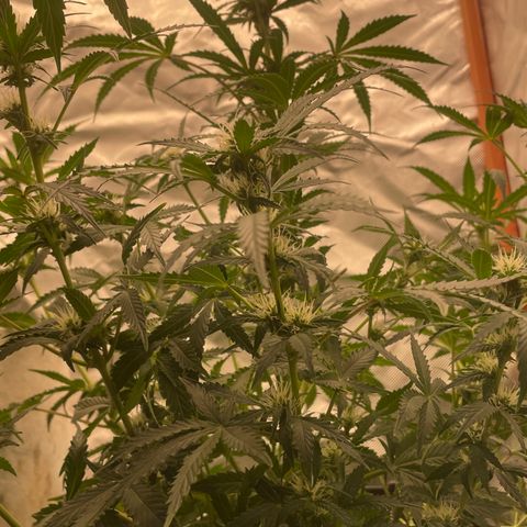 N lights #2 growlog timeline photo