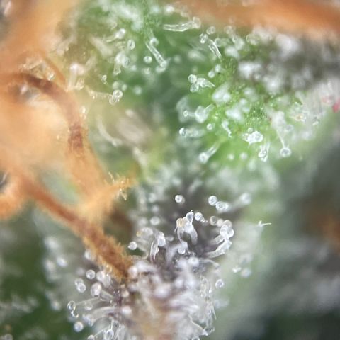 N lights #1 growlog timeline photo