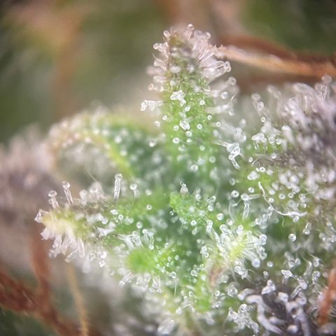 N lights #1 growlog timeline photo