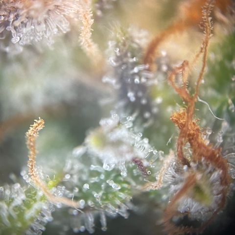 N lights #1 growlog timeline photo