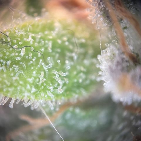 N lights #1 growlog timeline photo