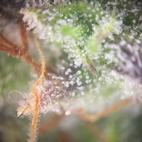 N lights #1 growlog timeline photo