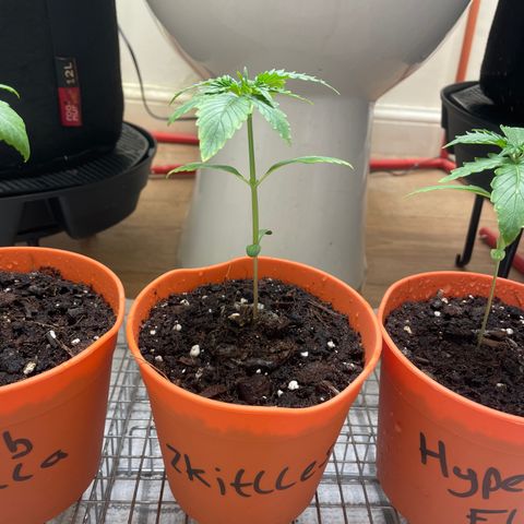 Zkittles growlog timeline photo