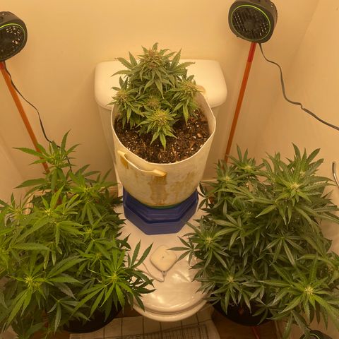 N lights #2 growlog timeline photo