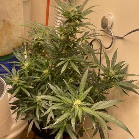 N lights #2 growlog timeline photo